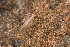 Rhaphidolabis
