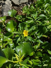 Ludwigia hexapetala