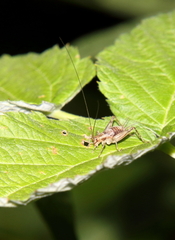 Anaxipha exigua