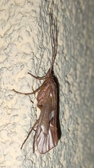 Limnephilus rhombicus