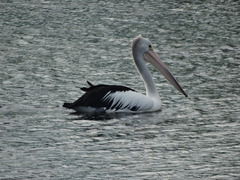Pelecanus conspicillatus