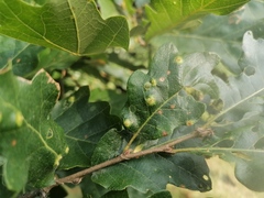 Pterygota