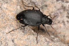 Amphizoa insolens