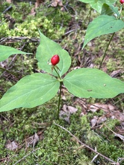 Trillium undulatum