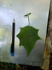 Chenopodiastrum hybridum