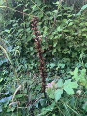 Orobanche hederae