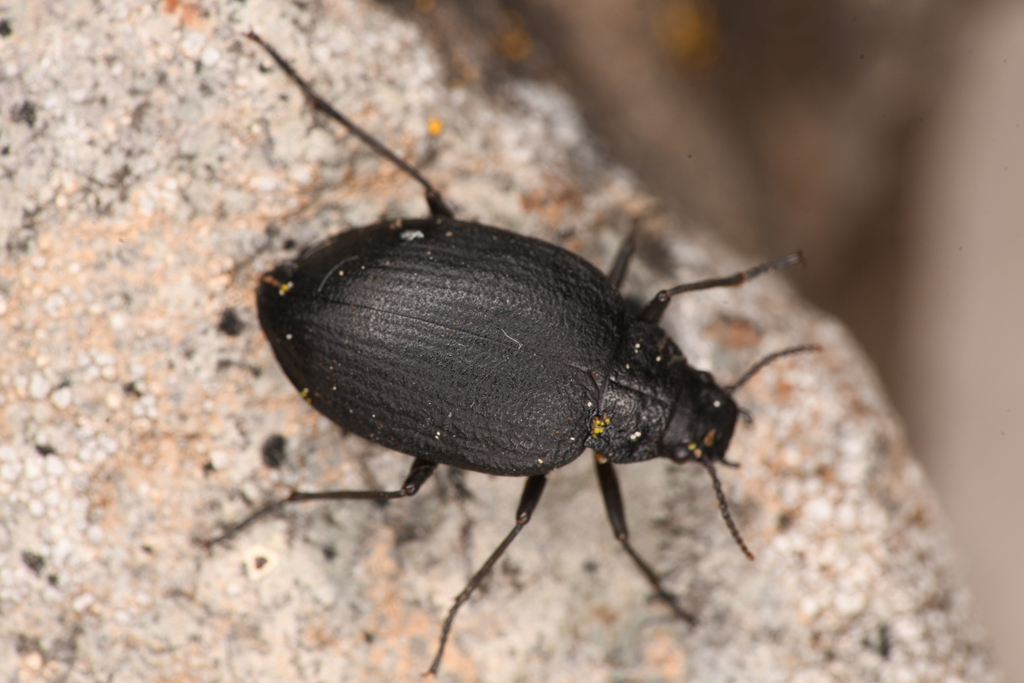 Amphizoa insolens