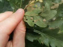 Pterygota