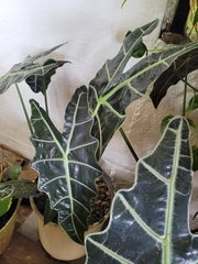Alocasia