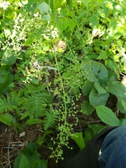 Chenopodiastrum hybridum