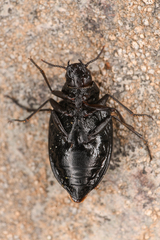 Amphizoa insolens