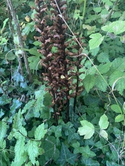 Orobanche hederae