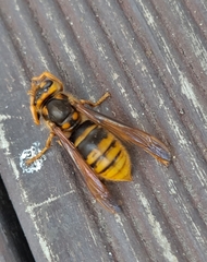 Vespinae