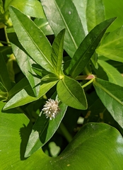 Alternanthera philoxeroides