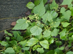 Ampelopsis glandulosa hancei
