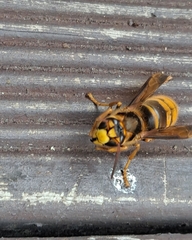 Vespinae