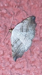 Laspeyria flexula
