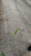 Setaria viridis