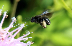Melissodes bimaculatus
