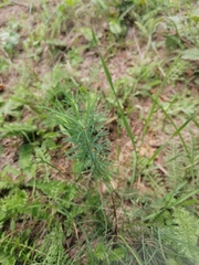 Euphorbia cyparissias