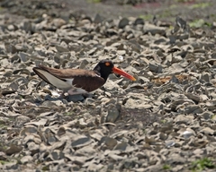 Haematopus palliatus