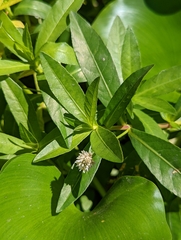 Alternanthera philoxeroides