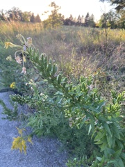 Oenothera clelandii