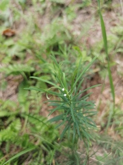 Euphorbia cyparissias