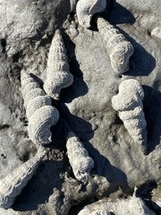 Cerithideopsis californica