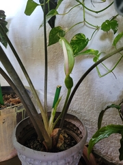 Alocasia