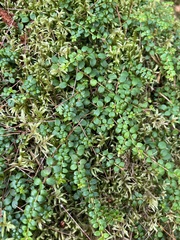 Gaultheria hispidula