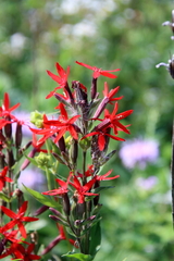 Silene regia