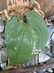 Maianthemum dilatatum