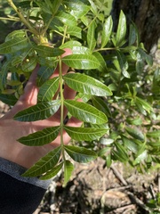 Schinus terebinthifolia