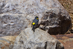 Setophaga coronata auduboni