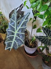 Alocasia