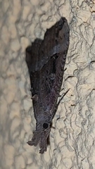 Hypena rostralis