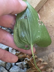 Parallelomma vittatum