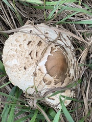 Chlorophyllum brunneum