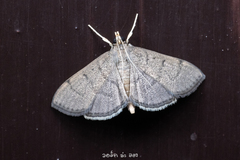 Poliobotys ablactalis