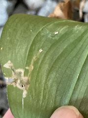 Parallelomma vittatum