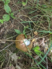 Boletinellus merulioides