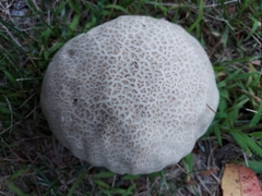 Lycoperdon utriforme