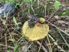 Boletinellus merulioides