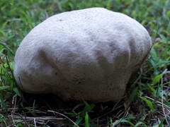 Lycoperdon utriforme
