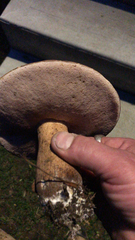 Tylopilus rubrobrunneus