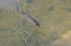 Micropterus dolomieu
