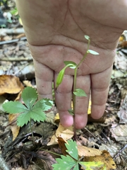 Triphora trianthophoros