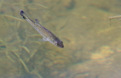 Micropterus dolomieu