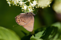 Callophrys johnsoni
